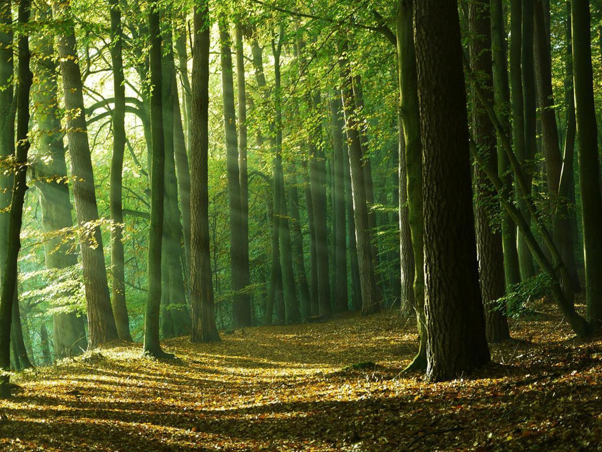 Waldschenke Stendenitz Uebernachten Im Wald Am See Нойруппин Экстерьер фото